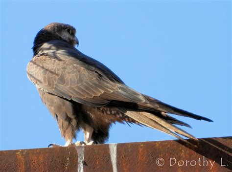 Black Falcon Ausemade