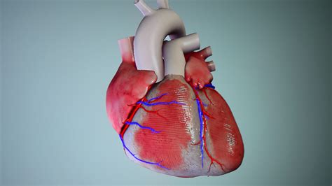 Human Heart 3d Model Stock Footage Sbv 308643916 Storyblocks