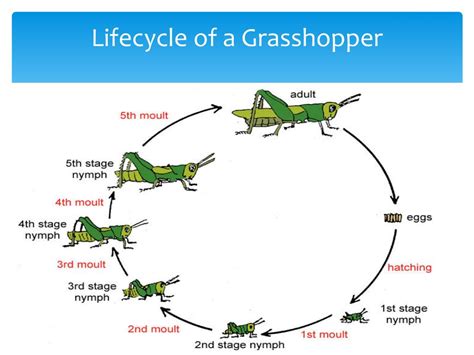 Ppt Life Cycle Of The Grasshopper Powerpoint Presentation Id Sexiz Pix