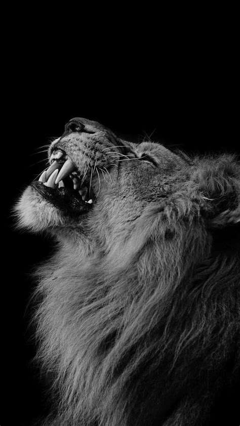 Download and share awesome cool background hd mobile phone wallpapers. İphone Wallpaper black and white lion | iphone wallpaper ...