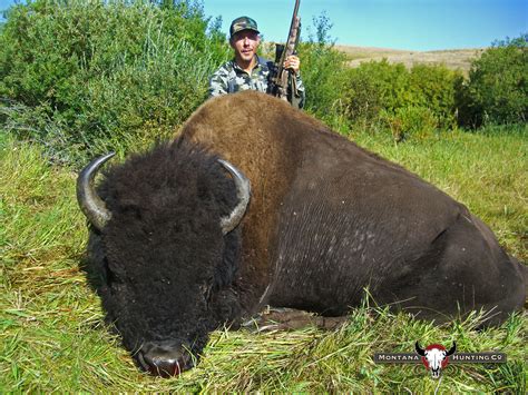 Montana Hunting Company American Bison gallery