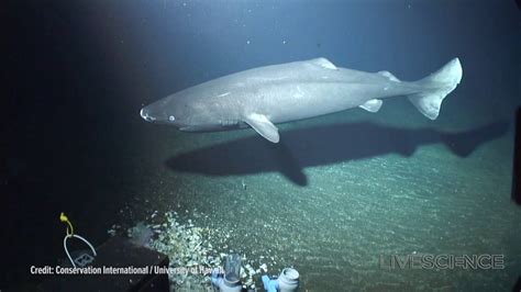 Rarely Seen Sea Life Captured Near Seamounts Video Youtube