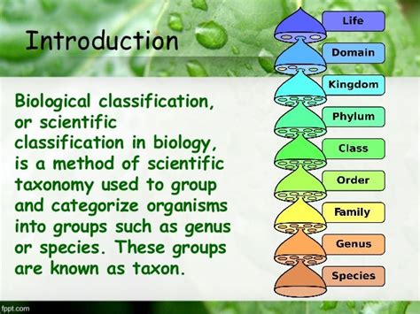 Hierarchy of Classification Groups - Biology