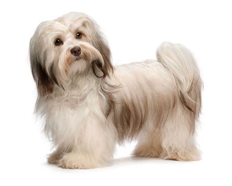 Havanese Dog Breed Information Pictures And More