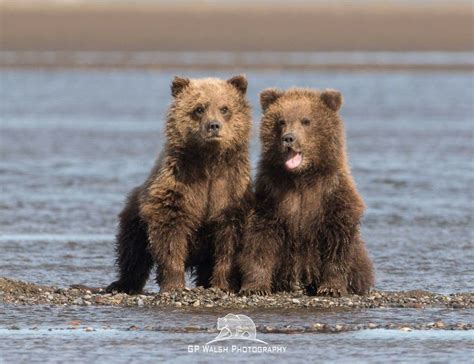 Alaskan Brown Bear Cubs Watching Their Mom Sow Fishing For Salmon At
