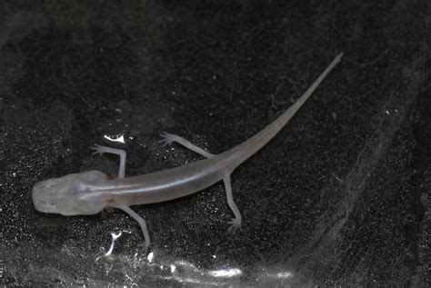 Brook Salamanders In August By Andy Gluesenkamp This Blind