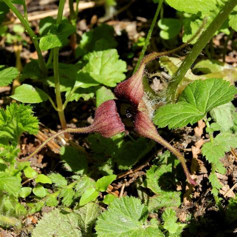 Wild Ginger An Inconspicuous Plant Naturally North Idaho