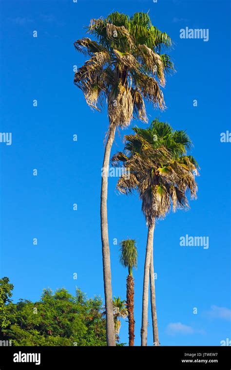 Tall Palm Trees On St Thomas Island Usvi Beautiful Palm Trees And