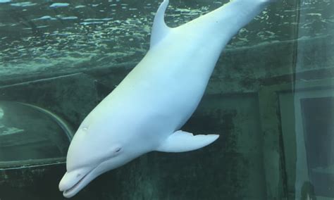 Albino Dolphin