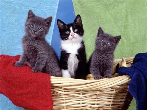 Banco De Imágenes Gratis Fotos De Gatos Gatitos Mininos O Pequeños Felinos
