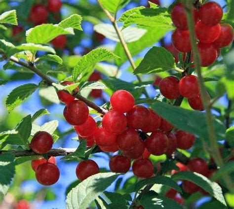 10 Nanking Cherry Seedsprunus Tomentosa Korean Cherry Manchu Cherry In 2021 Edible Garden