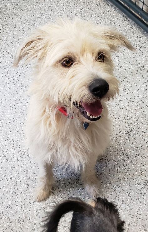 Adopt Heath On Wheaten Terrier Mix Terrier Mix Terrier Mix Dogs