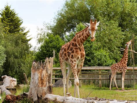 Chester Zoo Explains How The Zoo Will Operate When It Reopens This