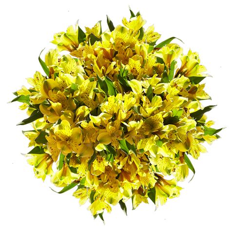 Urbanstems free shipping coupon is provided by for their customers to reduce shipping cost, and it usually avalible for all items.add the minimum spend to your shopping cart and then the free shipping offer will apply automaticlly.confirm. Yellow Alstroemeria Lilies Bouquet Flowers | GlobalRose