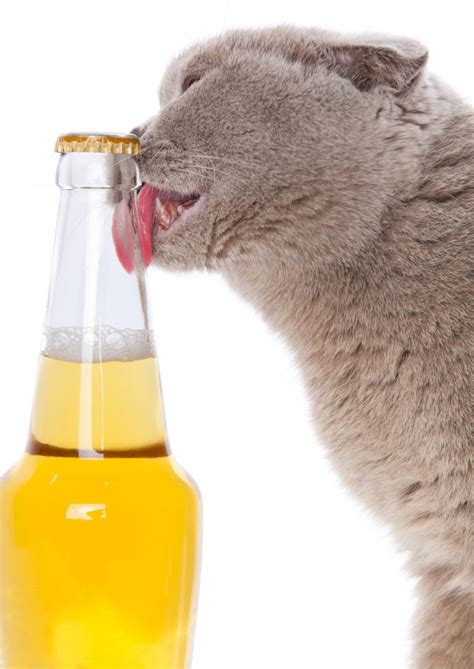 Cat With Beer Hshv