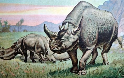 Antique Amazing Extinct Rhinoceros Print Engraving Vintage Etsy