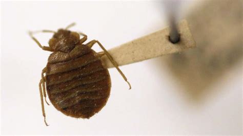 Bedbugs Prefer Darker Colors Study Finds Abc7 New York