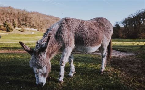 Sicilian Donkey Pictures Care Guide Temperament And Traits Pet This