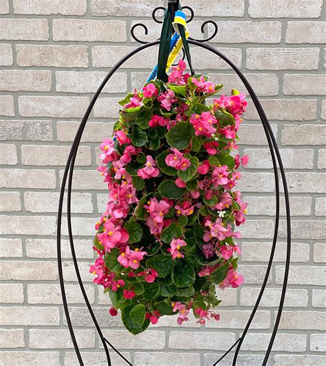 Explore our huge selection today! Hanging Flower Pouch Begonia Super Olympia Rose | Milaegers