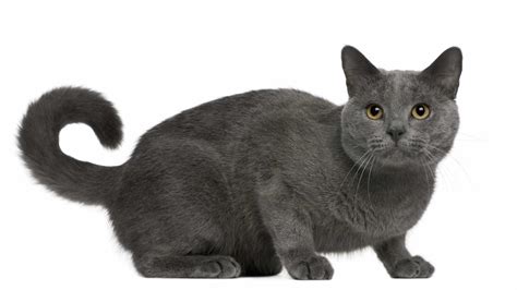 Long Tail Cat Breeds Fluffy Tails And Others