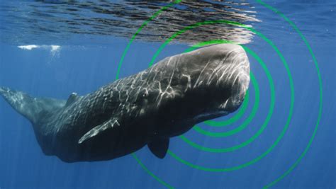 Sperm Whales Are Loud Enough To Burst Your Eardrums Nature And