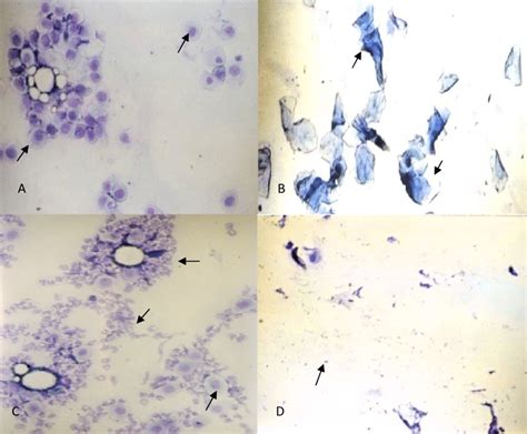 Plate A Photomicrograph Of Vaginal Smear From Female Rat At Proestrus