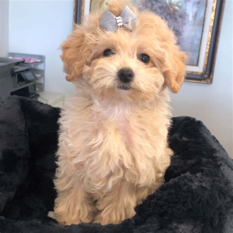 Maltipoo Waggs To Riches