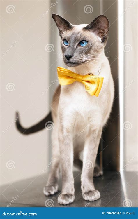 Blue Eyed Siamese Oriental Cat Wearing A Yellow Bowtie Stock Photo