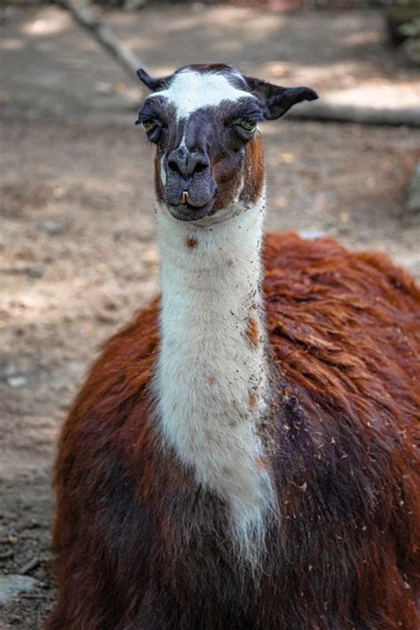 Lama Alpaka Säugetier Kostenloses Foto Auf Pixabay