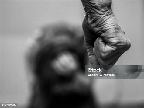 Monochrome Closeup Shot Of A Mans Clenched Fist Over Cowering Women Domestic Violence Concept