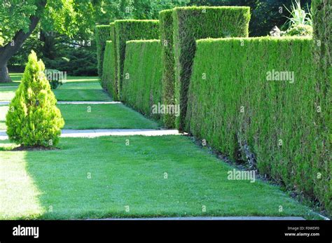 Cedar Hedge Hi Res Stock Photography And Images Alamy