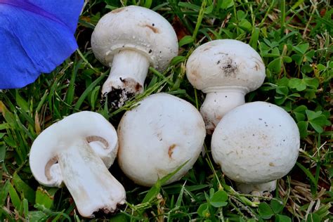 Agaricus Bisporus Wallpapers High Quality Download Free