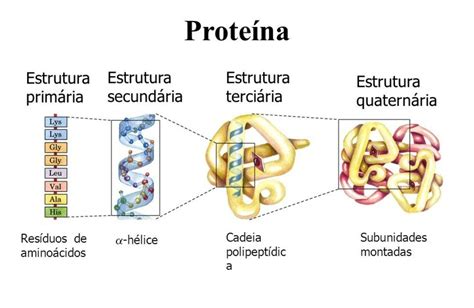 As Proteinas Sao Compostos Ensino