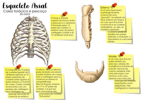 Esqueleto Axial Anatomia Dos Ossos Caixa Torácica Faculdade