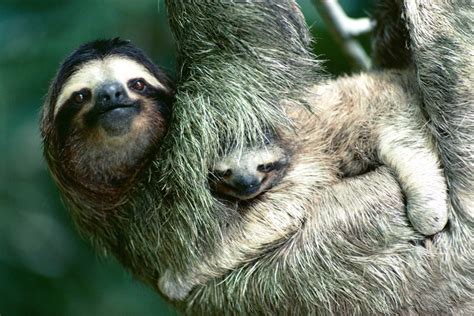 The Life Of The Sloth Ksst Radio