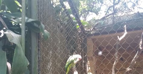 Zoológico Virtual Do Koba Papagaio De Cara Roxa