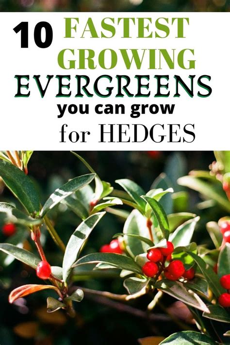 10 Fast Growing Evergreen Trees For Privacy Garden Down South Fast