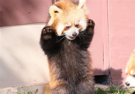 Red Panda Trying To Look Scary Raww