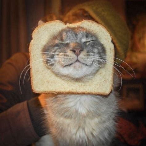 The Happy Cottage — Bread Cats In 2020 Cats Cat Bread I Love Cats
