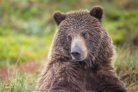 Grizzly Bear Photos From Alaskas Interior And Arctic