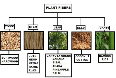 Classification Of Plant Fibers Download Scientific Diagram
