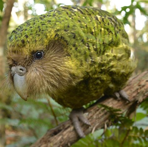 Kakapo Decline Due To Europeans Study Finds Otago Daily Times Online