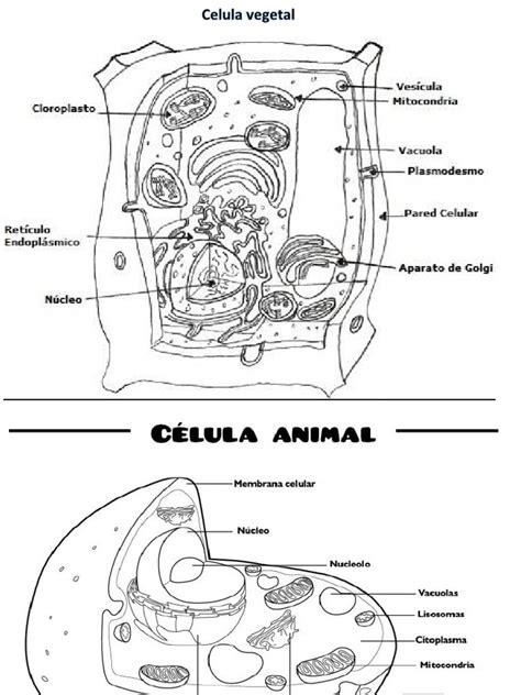 Esquema comparativo de las cã©lulas vegetal y animal. Celula Animal y Vegetal Para Colorear | Ciencias de la ...