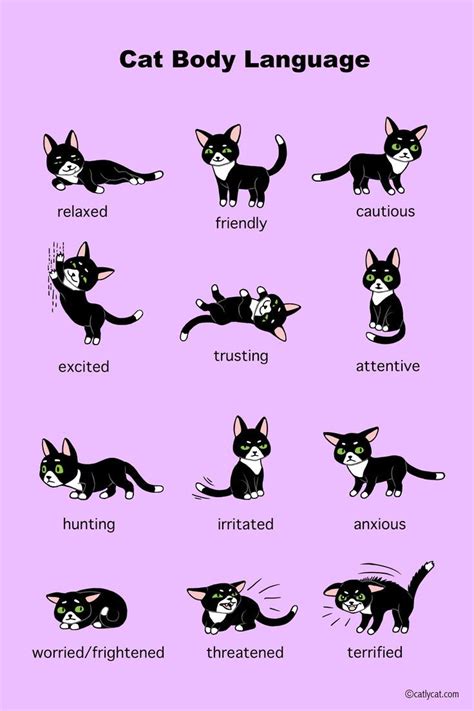 Cat Body Language Infographic Katzen Sprache Katzen Rassen Katzen