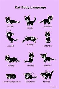 Cat Body Language Infographic Katzen Sprache Katzen Katzen Rassen