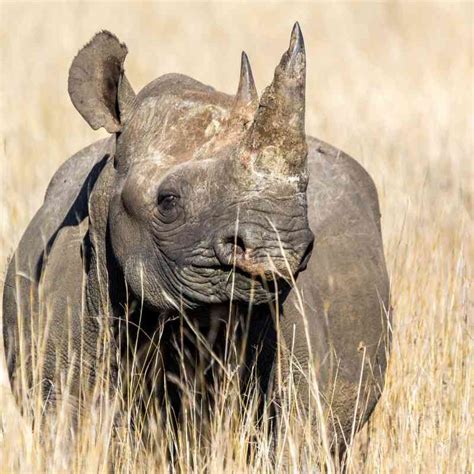 Endangered Animals In Africa Rare And Endangered Wildlife Conservation