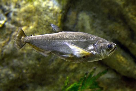 Payara Fish Facts And Care Aka Vampire Tetra Fish Laboratory
