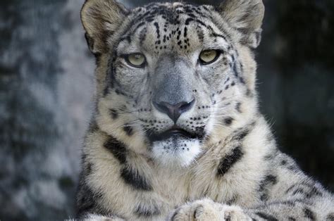 Snow Leopard Noahsnotes