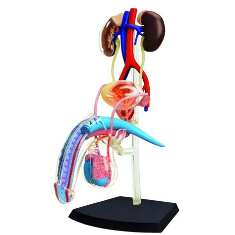 D Human Male Reproductive System Anatomy Model Ebay