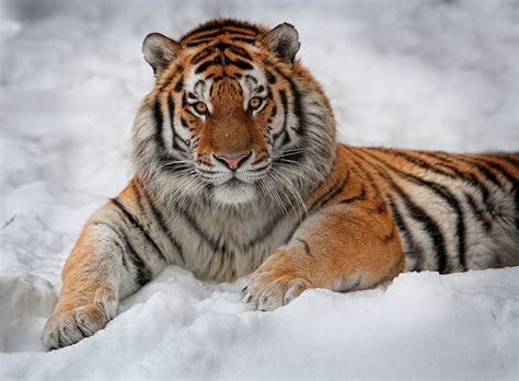 6 Amur Tiger Hd Wallpapers Background Images Wallpaper Abyss